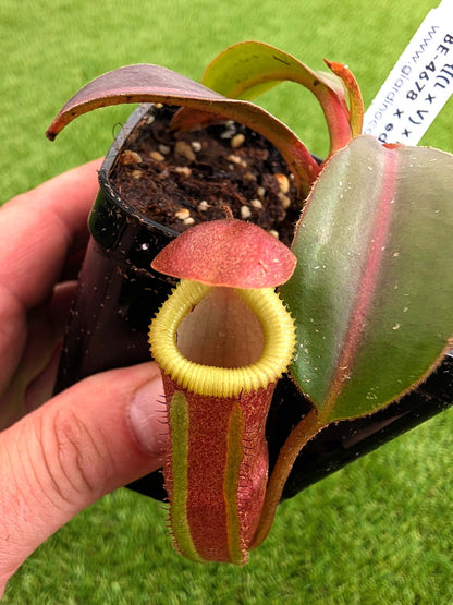 AUKTION 3 : Nepenthes (LVB x VMV) x edwardsiana - clone # 3 BE-4678 MEDIUM SIZE