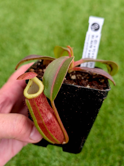 AUKTION 3 : Nepenthes (LVB x VMV) x edwardsiana - clone # 3 BE-4678 MEDIUM SIZE