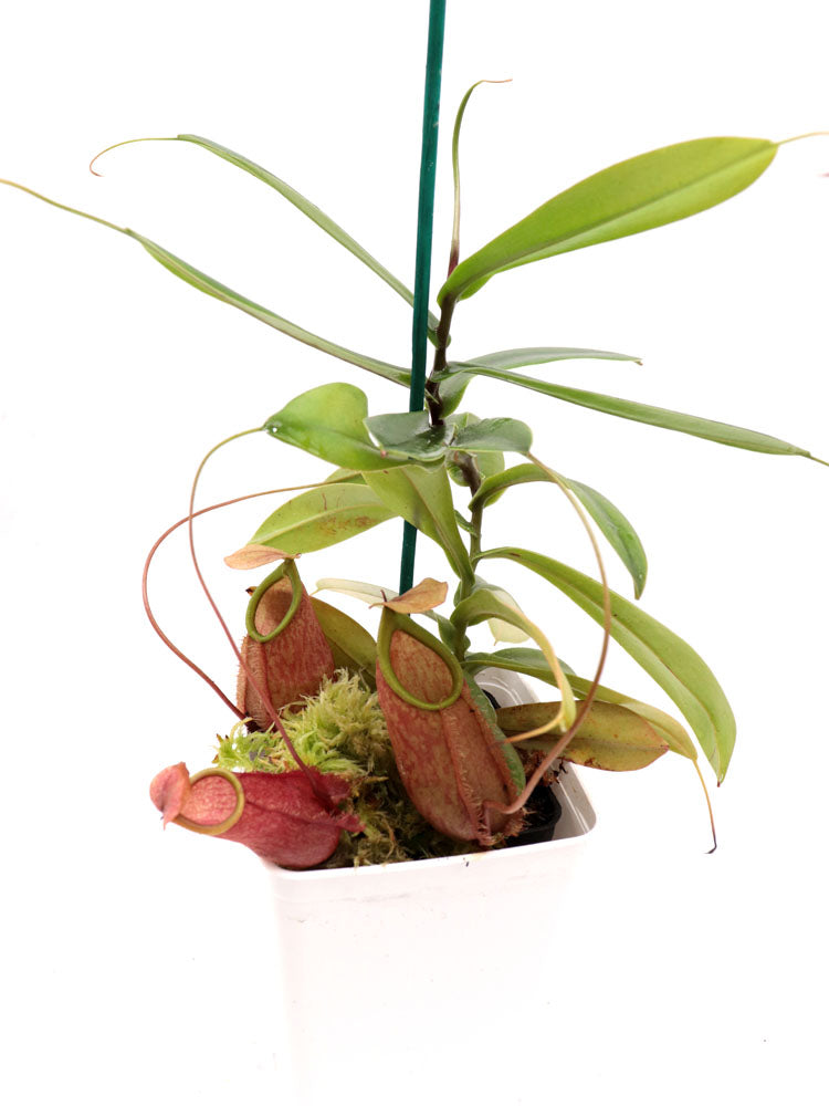 Nepenthes bellii Mindanao, Philippinen