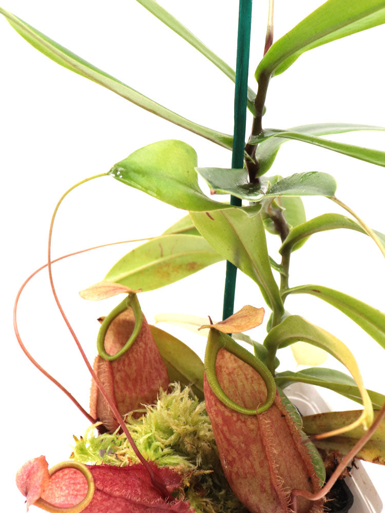 Nepenthes bellii Mindanao, Philippinen