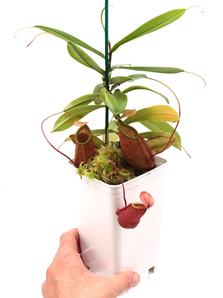 Nepenthes bellii Mindanao, Philippinen