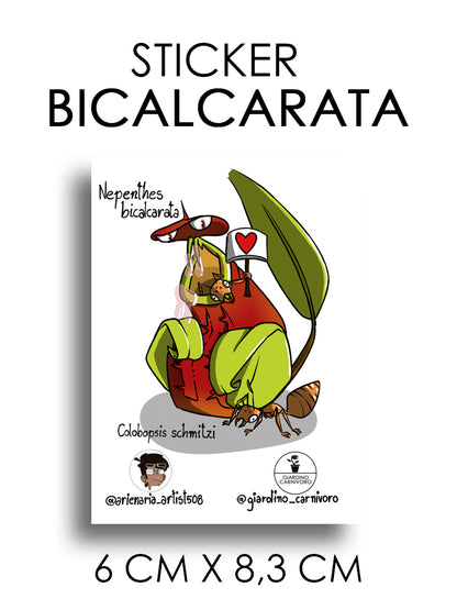 STICKER NEPENTHES BICALCARATA  6 CM X 8,3 CM