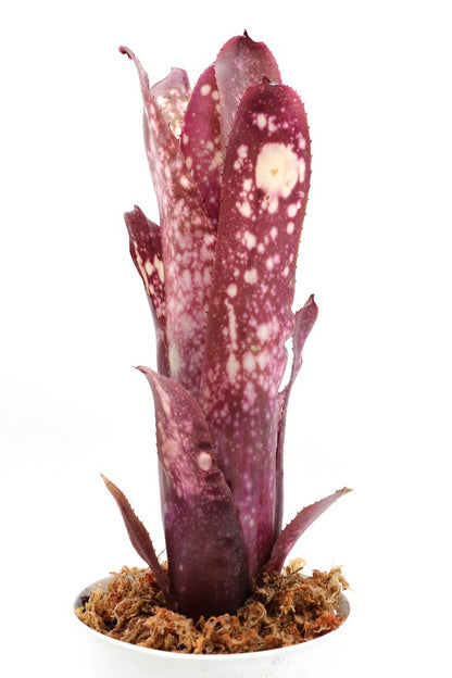 Billbergia Halleluja