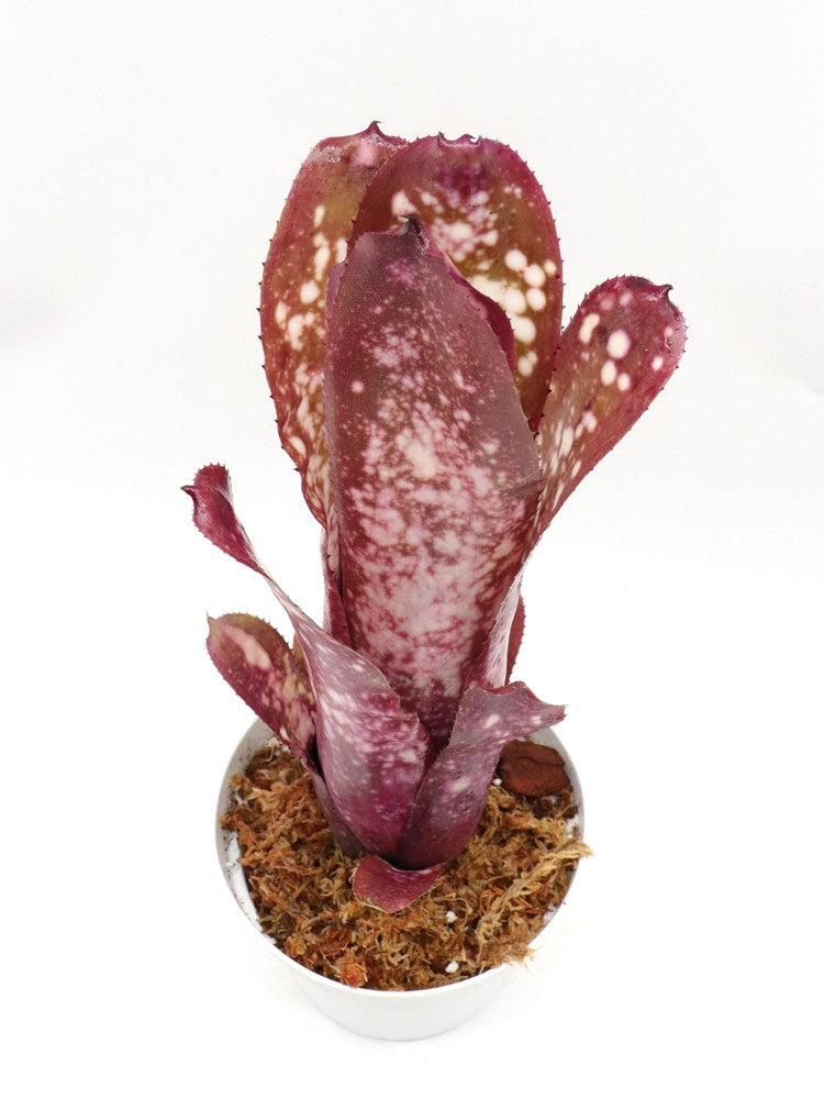 Billbergia Halleluja