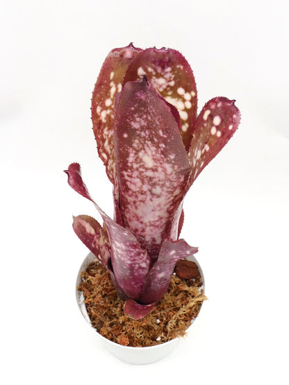 Billbergia Halleluja