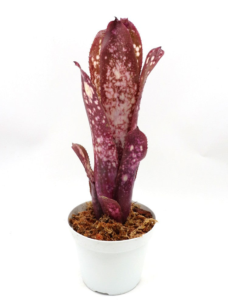 Billbergia Halleluja