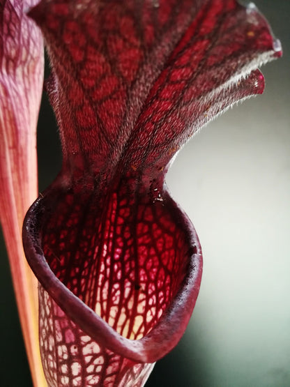 S.x "Black Mamba"