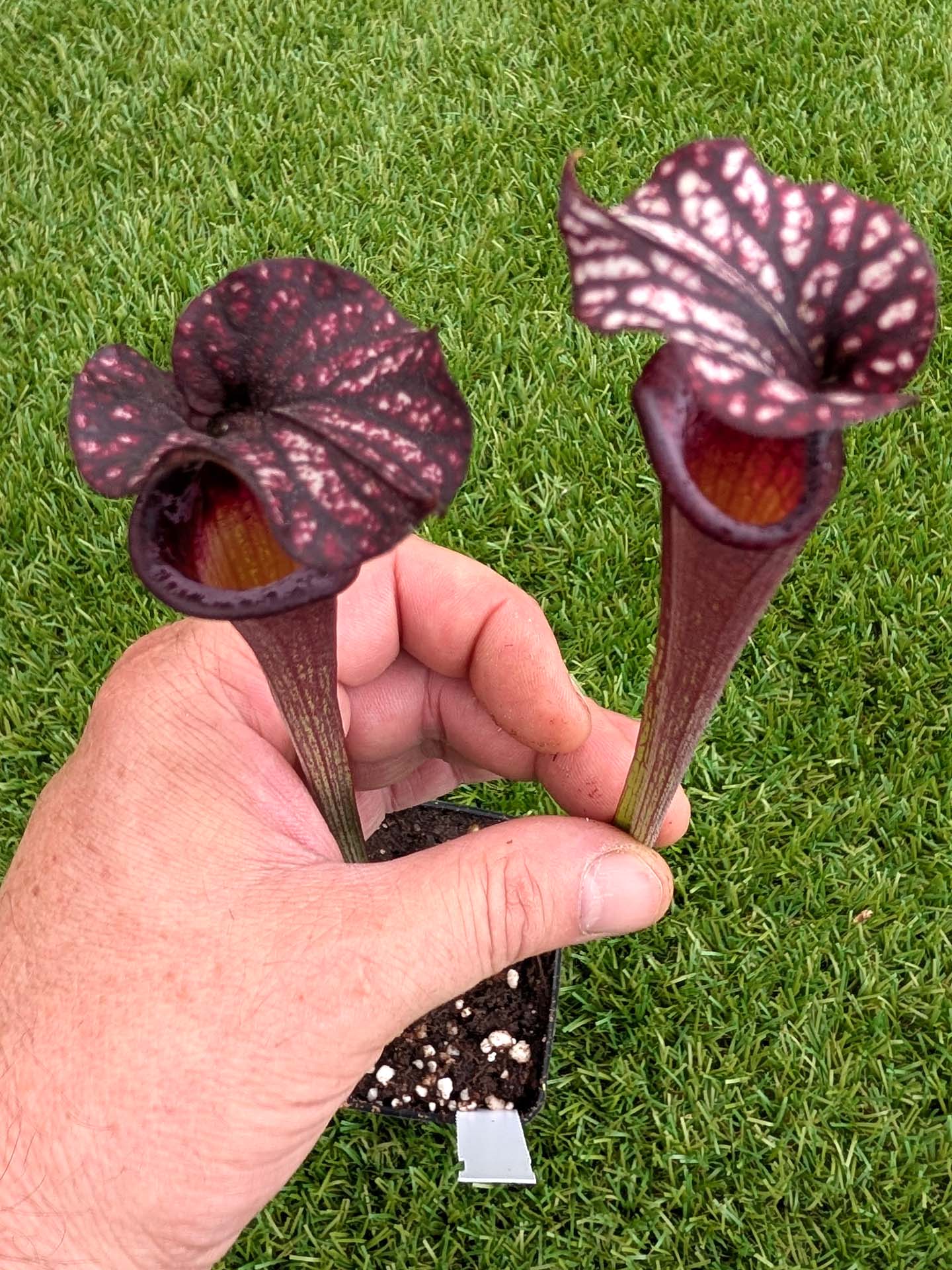 AUKTION 8 : Sarracenia "Black Wolf" H87 GC  Small-Medium Size