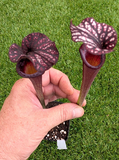AUKTION 8 : Sarracenia "Black Wolf" H87 GC  Small-Medium Size