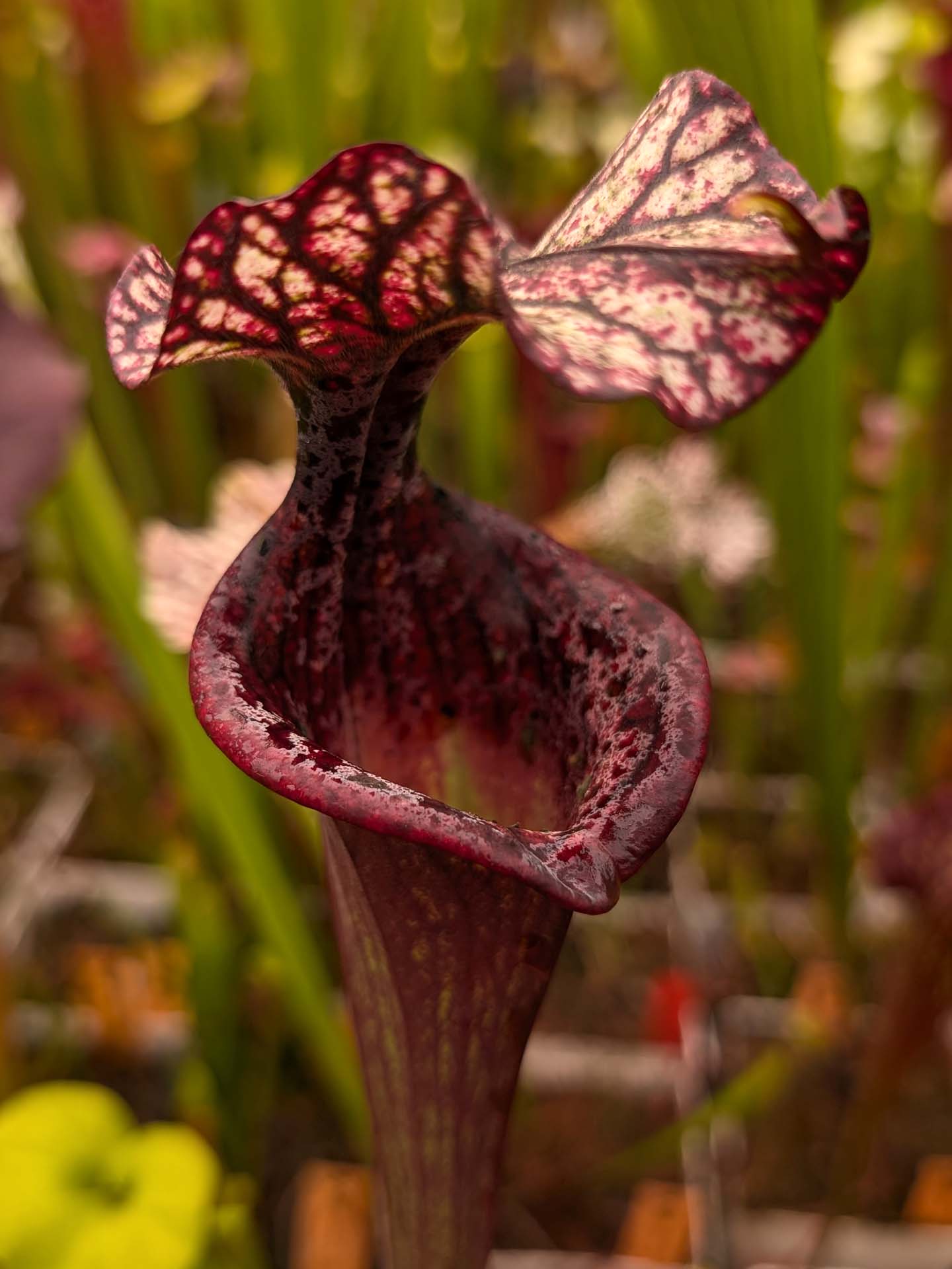 AUKTION 8 : Sarracenia "Black Wolf" H87 GC  Small-Medium Size