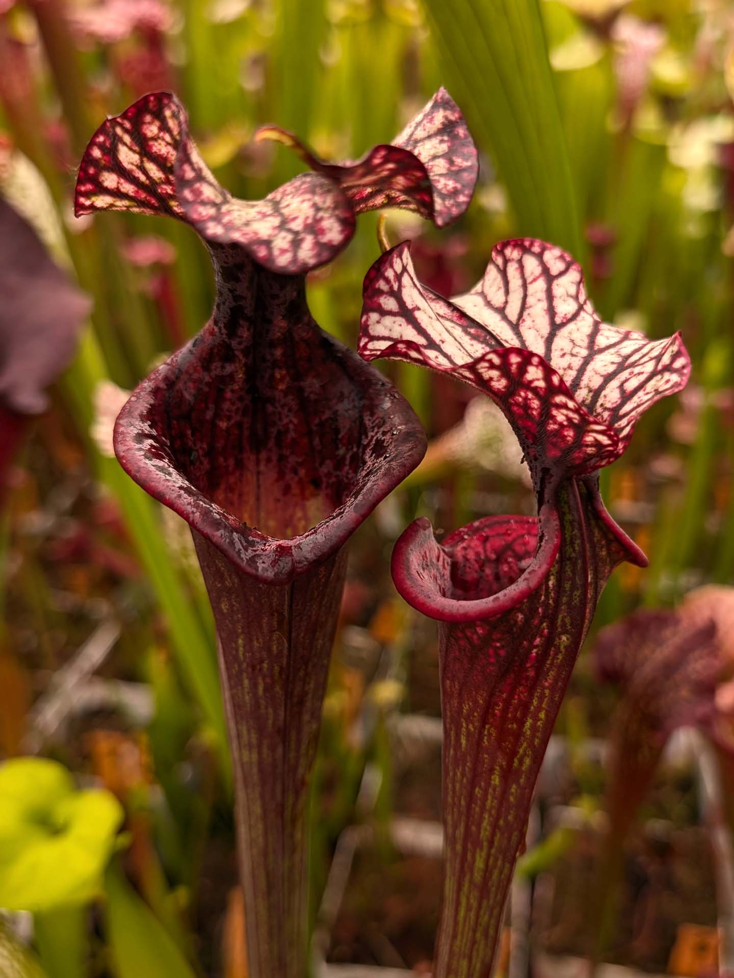 AUKTION 8 : Sarracenia "Black Wolf" H87 GC  Small-Medium Size
