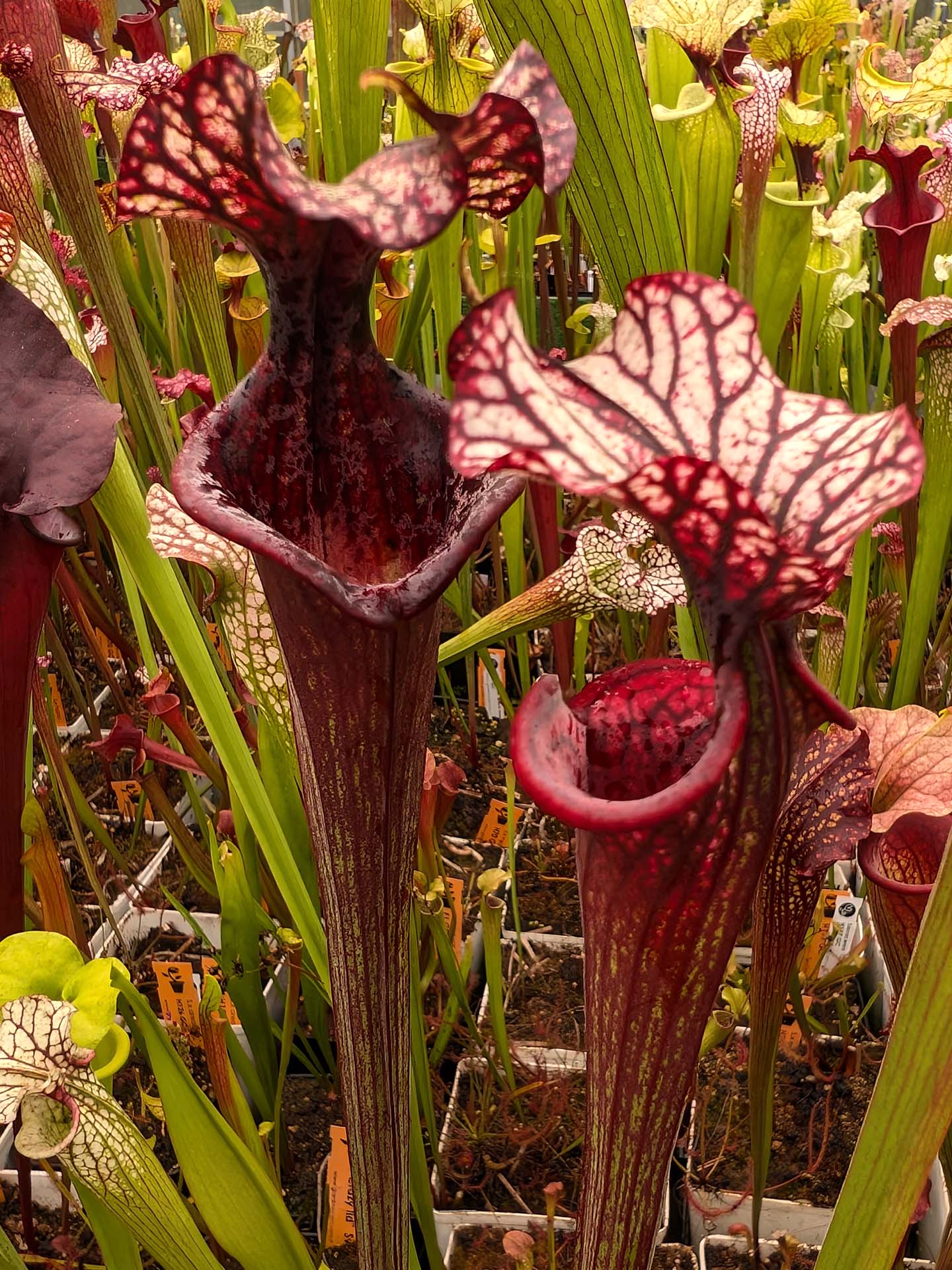 AUKTION 8 : Sarracenia "Black Wolf" H87 GC  Small-Medium Size