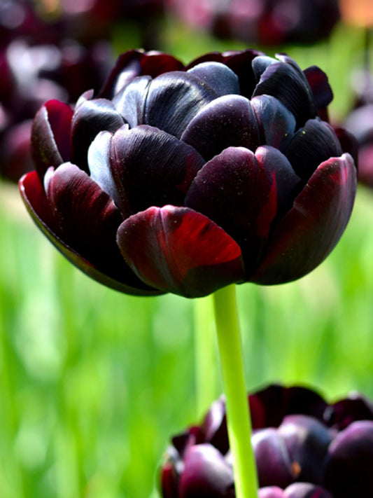 Tulipano nero "Black Hero"