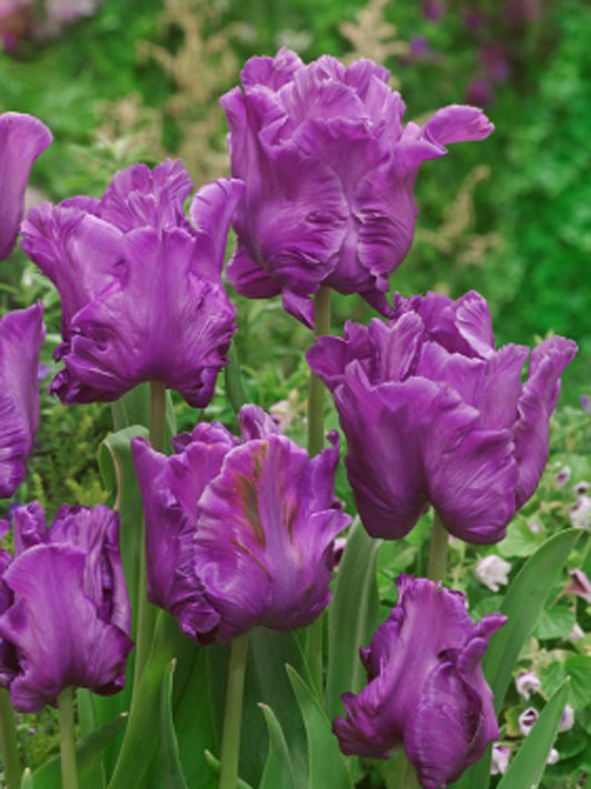 Tulipano nero "Blue Parrott"