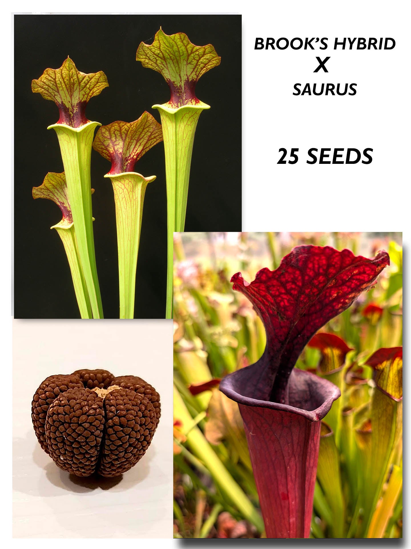 SARRACENIA BROOK'S HYBRID H7 MK X SAURUS