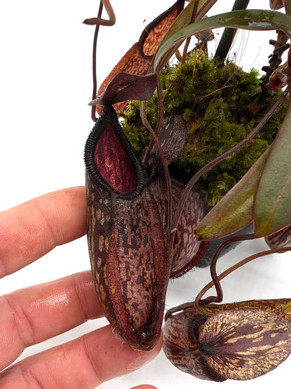 Nepenthes burkei x hamata  BE-3747