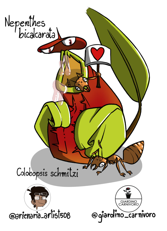 STICKER NEPENTHES BICALCARATA  6 CM X 8,3 CM