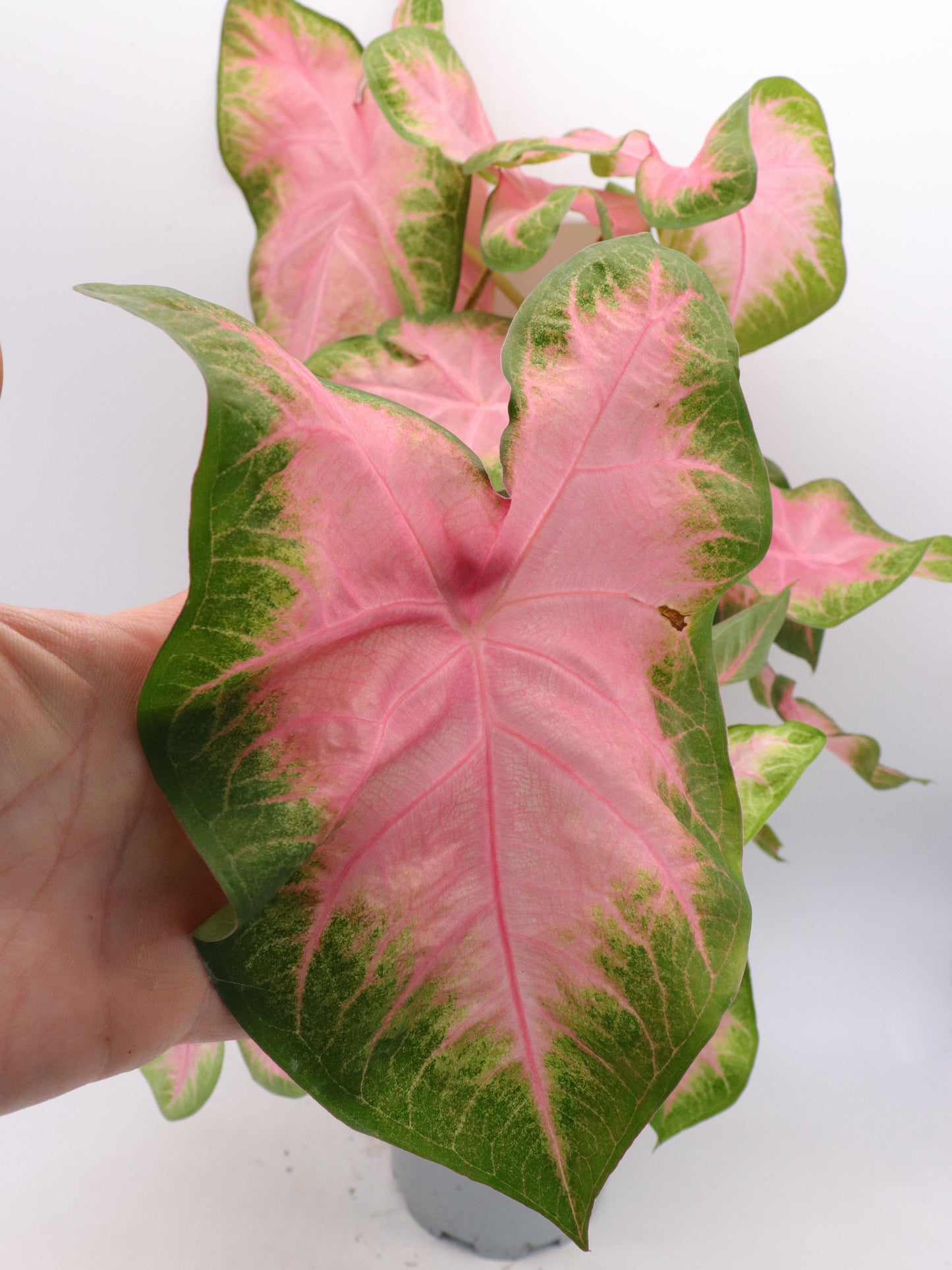 Caladium "Florida Moonlight"