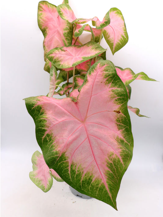 Caladium "Florida Sweetheart"