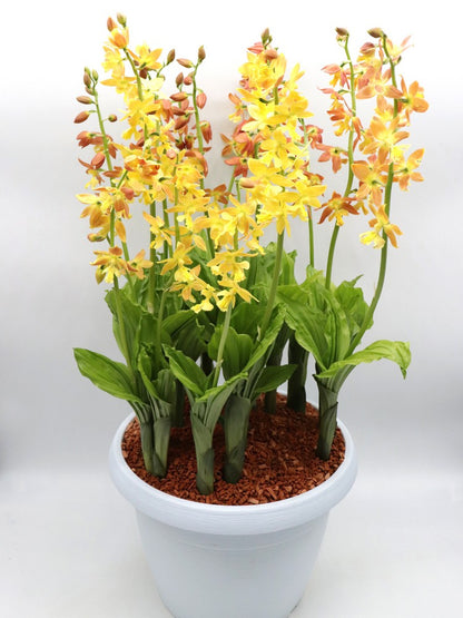 Calanthe  Orchidea da esterno