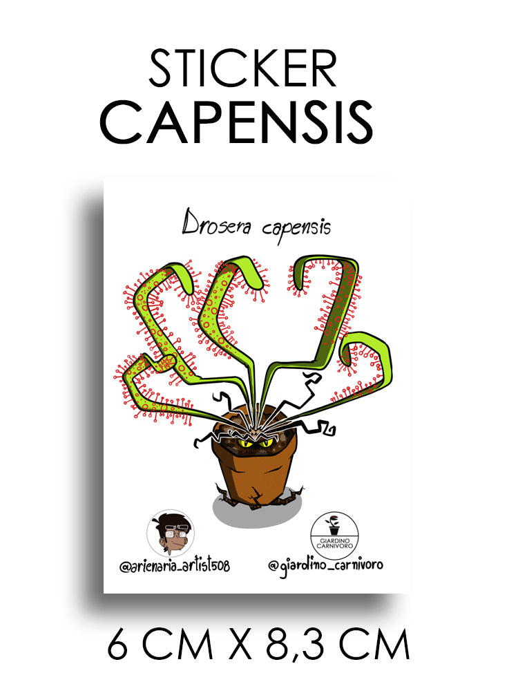 STICKER DROSERA CAPENSIS  6 CM X 8,3 CM