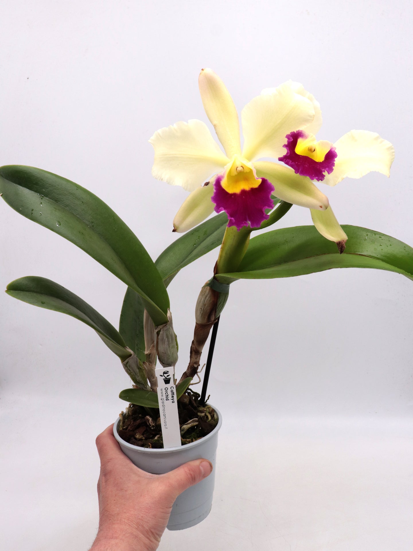 Orchid Cattleya