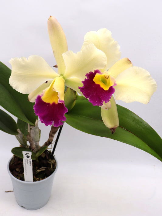 Orchid Cattleya