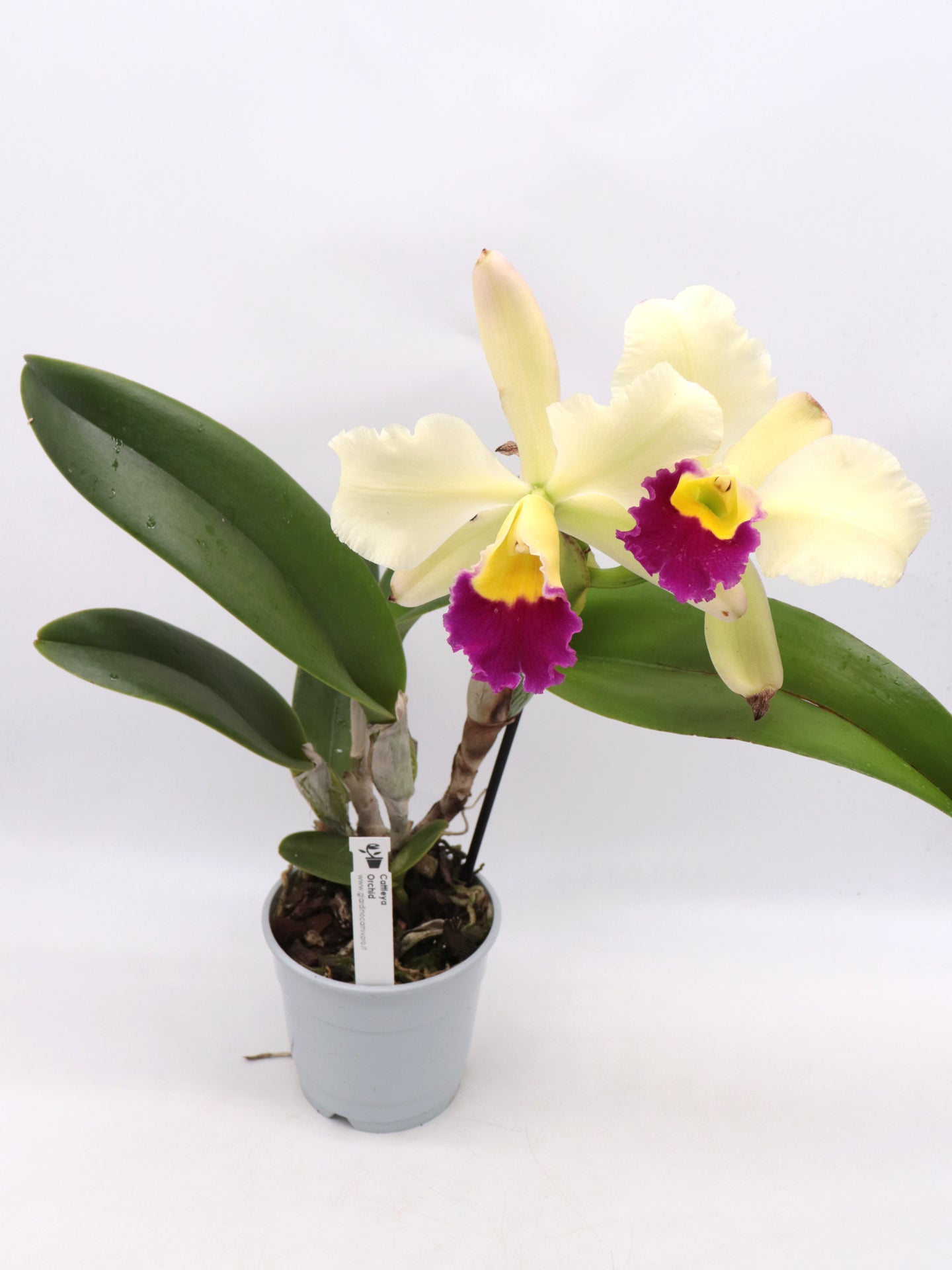 Orchid Cattleya