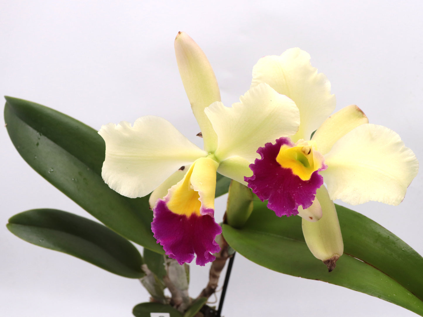 Orchid Cattleya