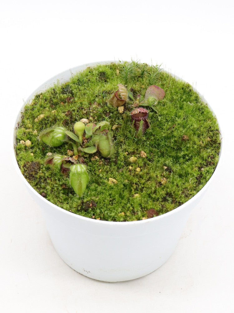 Cephalotus follicularis Broke Inlet, AU
