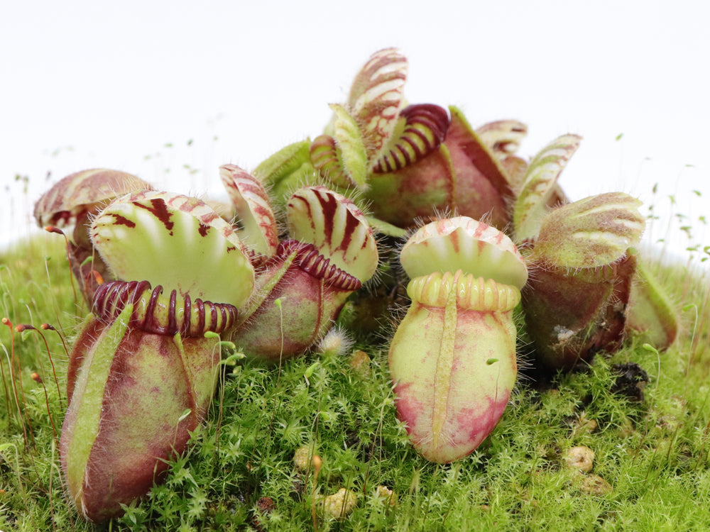 Cephalotus follicularis  Coal Mine Beach, AU