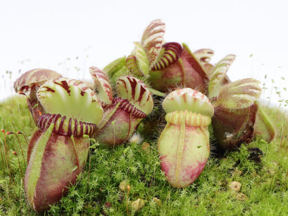 Cephalotus follicularis  Coal Mine Beach, AU
