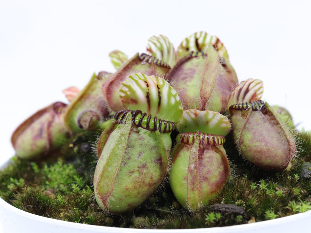 Cephalotus follicularis  "GC Bulldog"