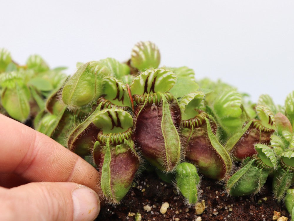 Cephalotus follicularis "Danish Clone"