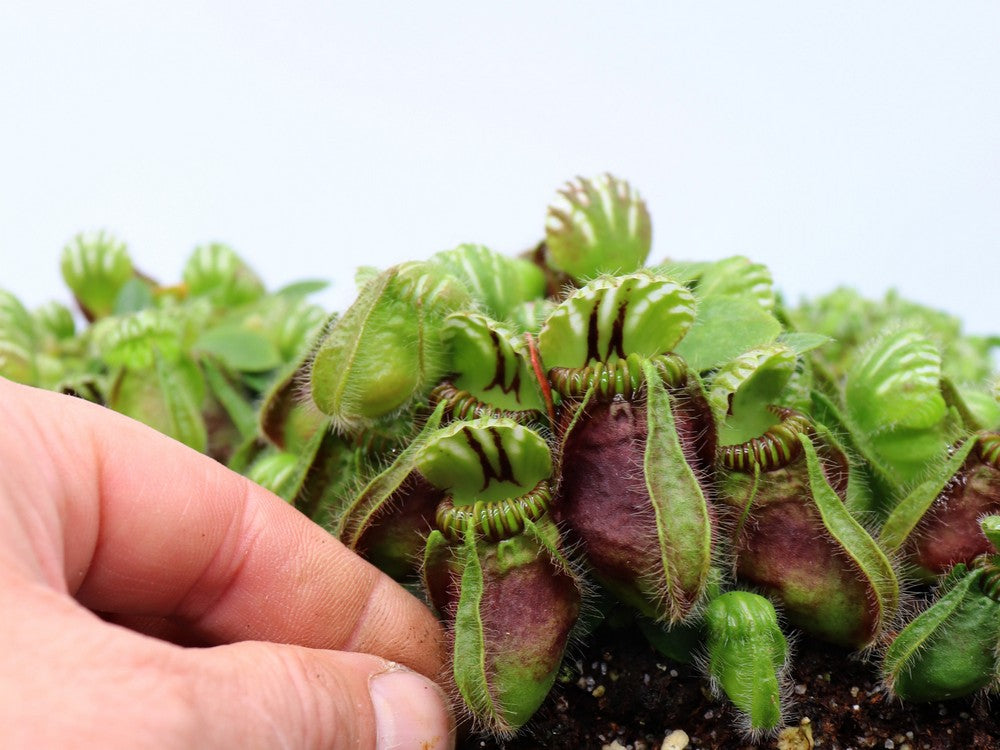 Cephalotus follicularis "Danish Clone"