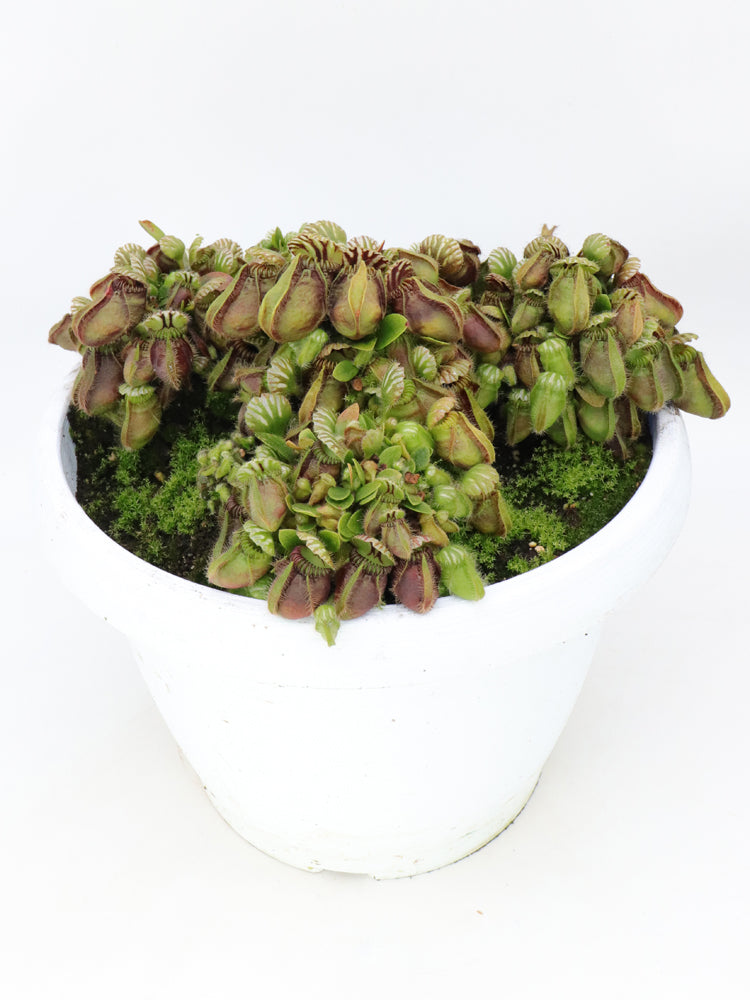 Cephalotus follicularis "Danish Clone"