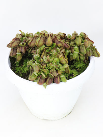 Cephalotus follicularis "Danish Clone"