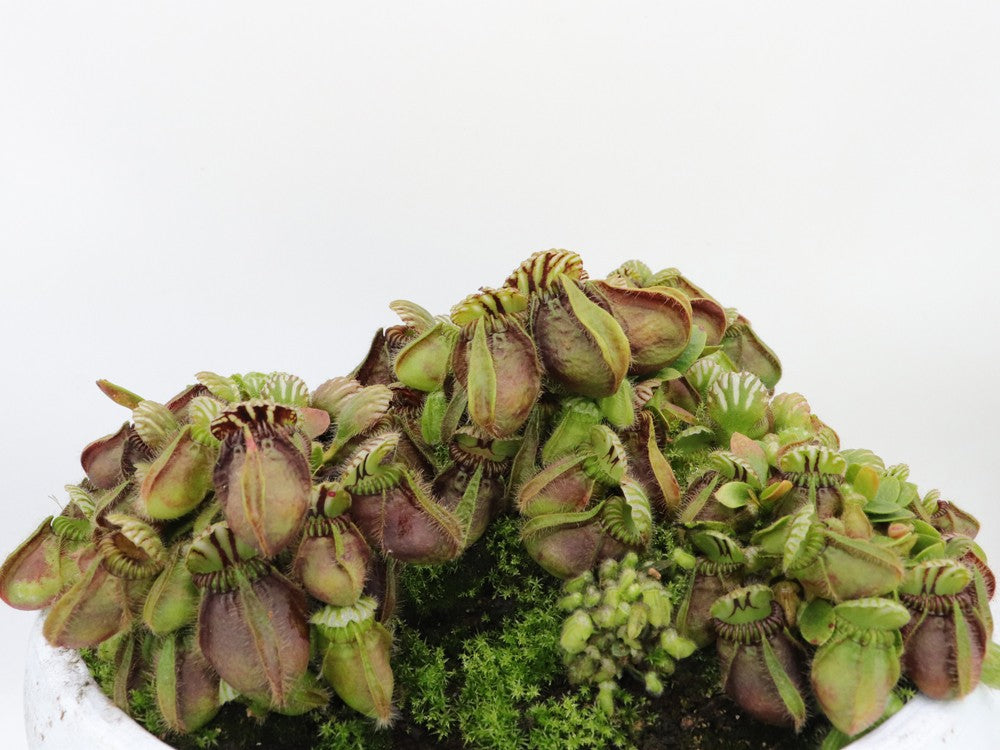 Cephalotus follicularis "Danish Clone"
