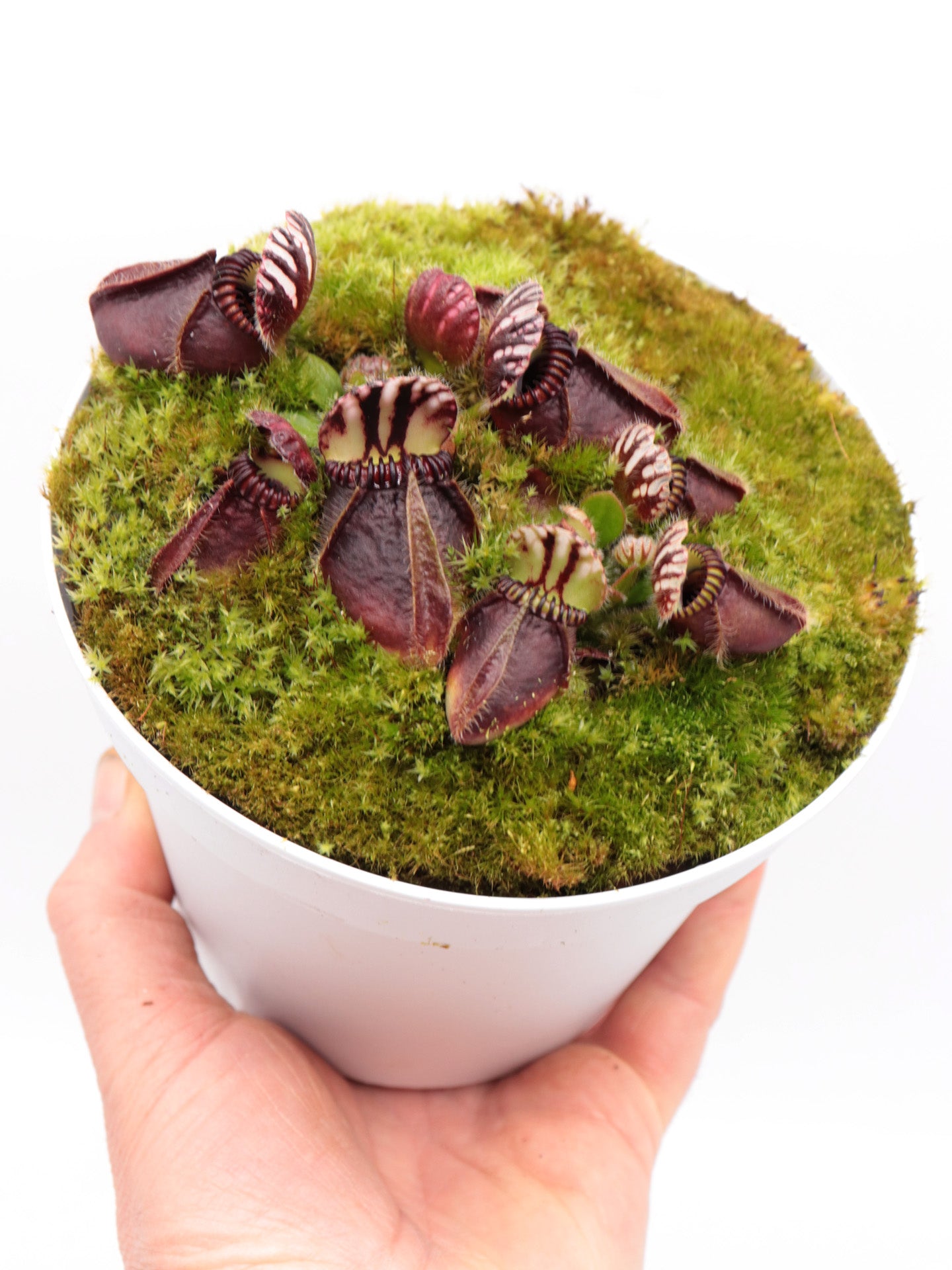 Cephalotus follicularis   "Markus Welge"
