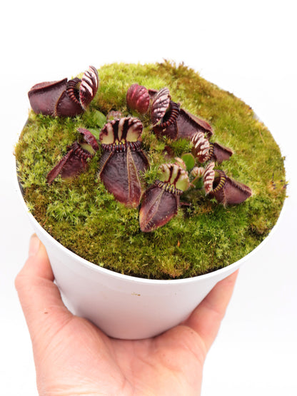 Cephalotus follicularis   "Markus Welge"