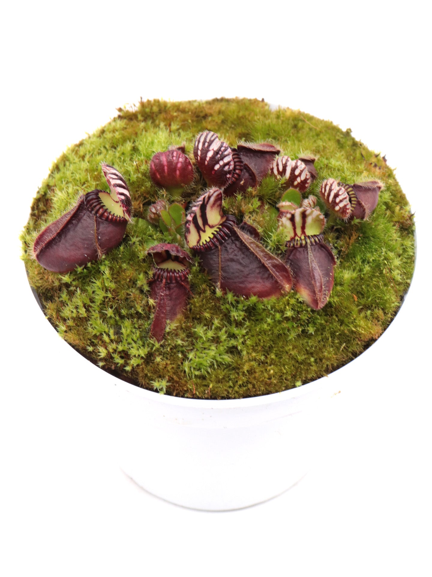 Cephalotus follicularis   "Markus Welge"