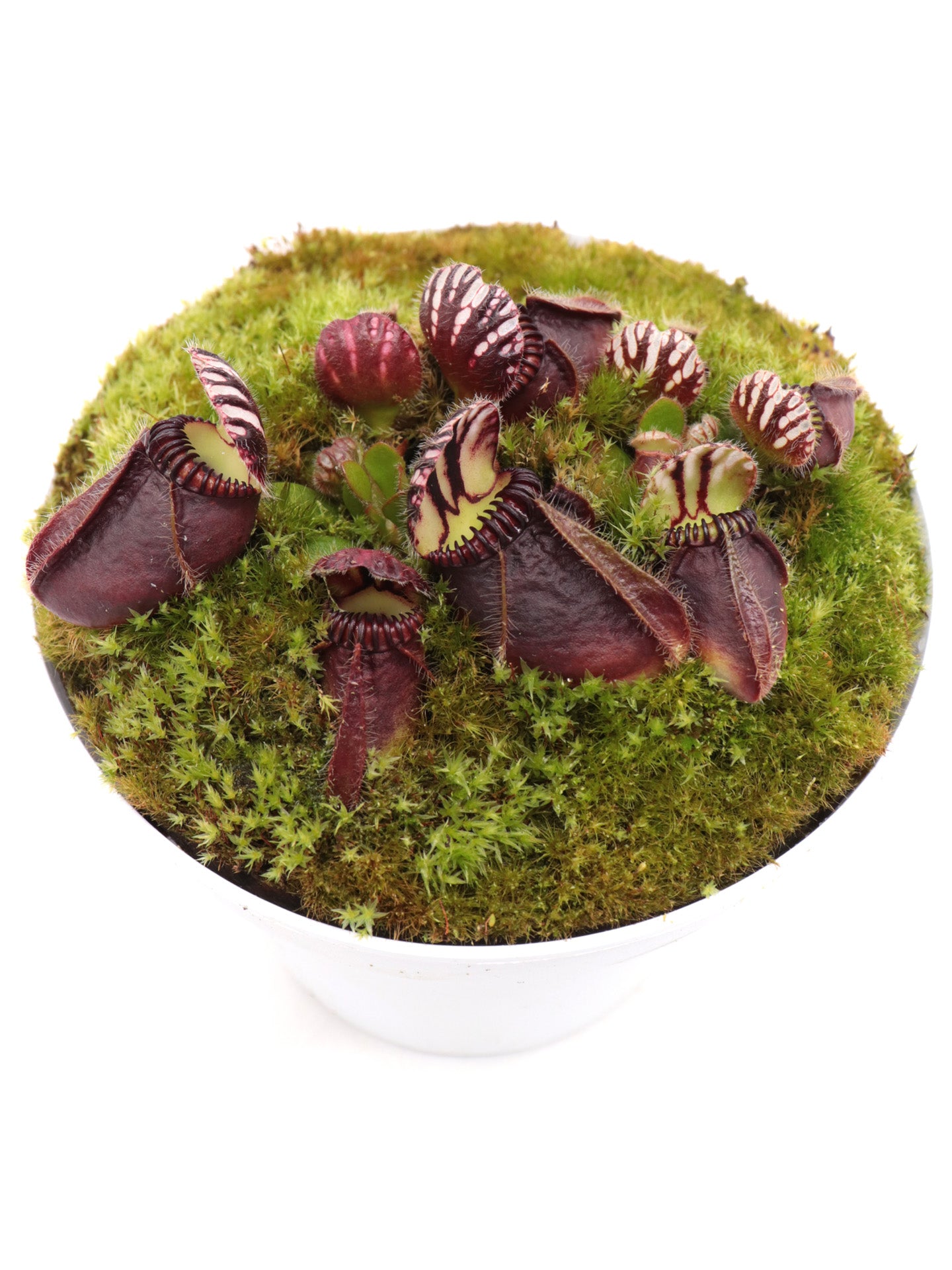 Cephalotus follicularis   "Markus Welge"