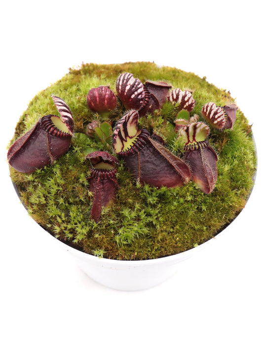 Cephalotus follicularis   "Markus Welge"