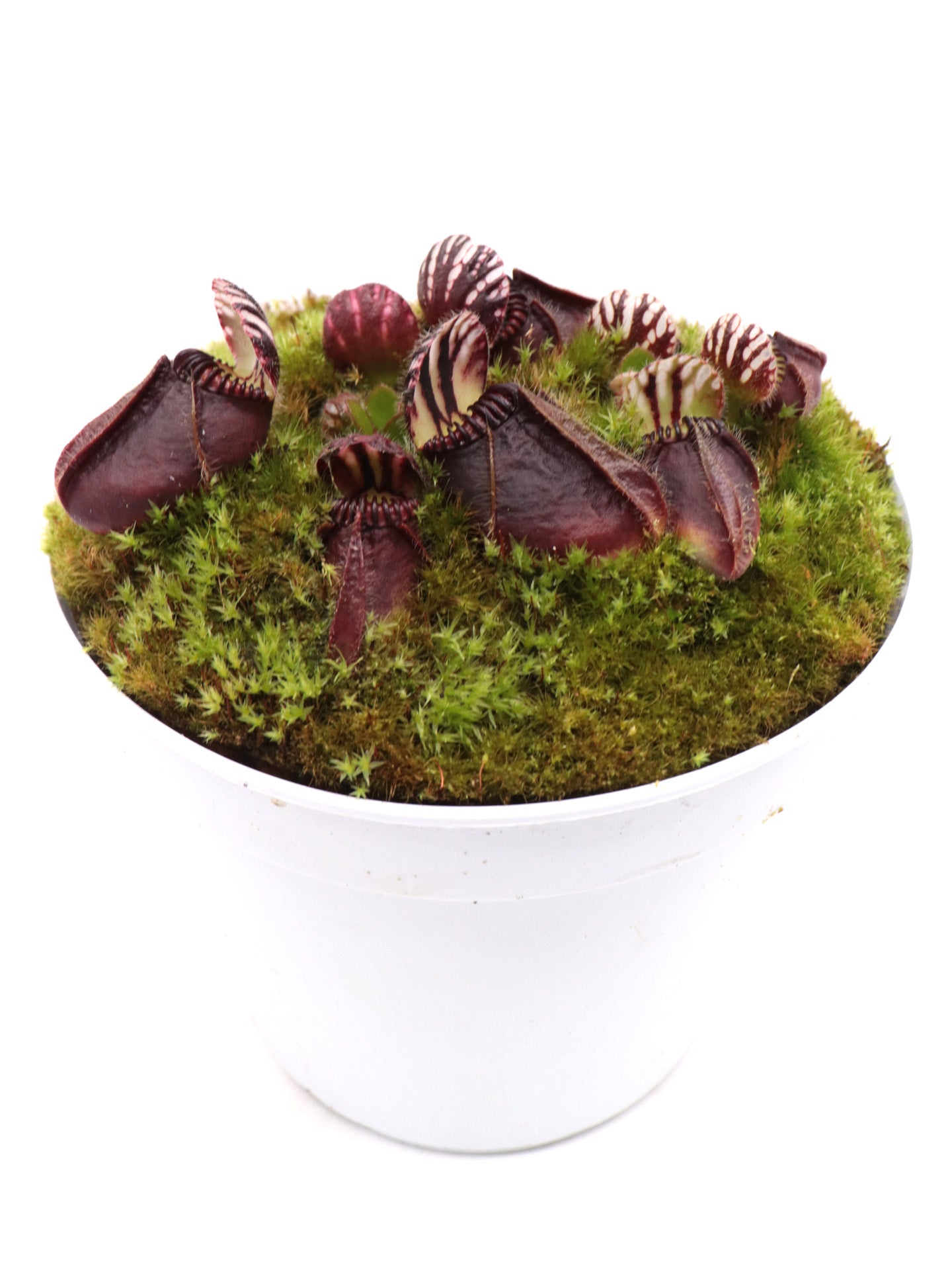 Cephalotus follicularis   "Markus Welge"