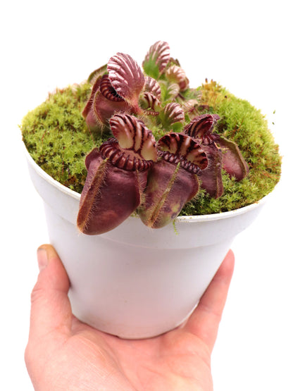 Cephalotus follicularis 'Squat'