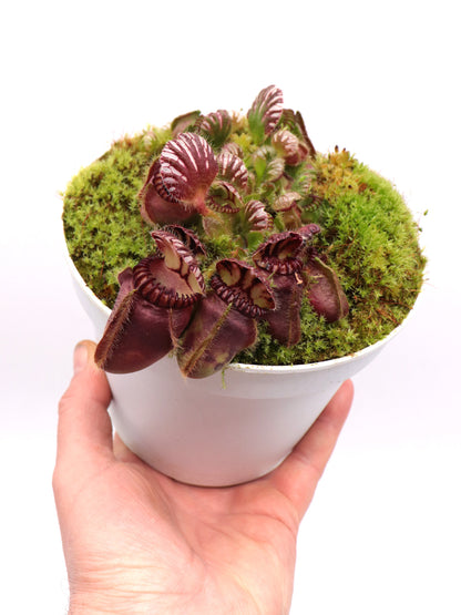 Cephalotus follicularis 'Squat'