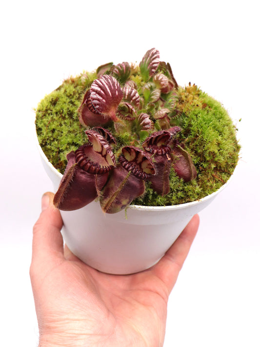Cephalotus follicularis  'Squat'