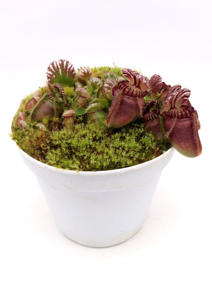 Cephalotus follicularis 'Squat'