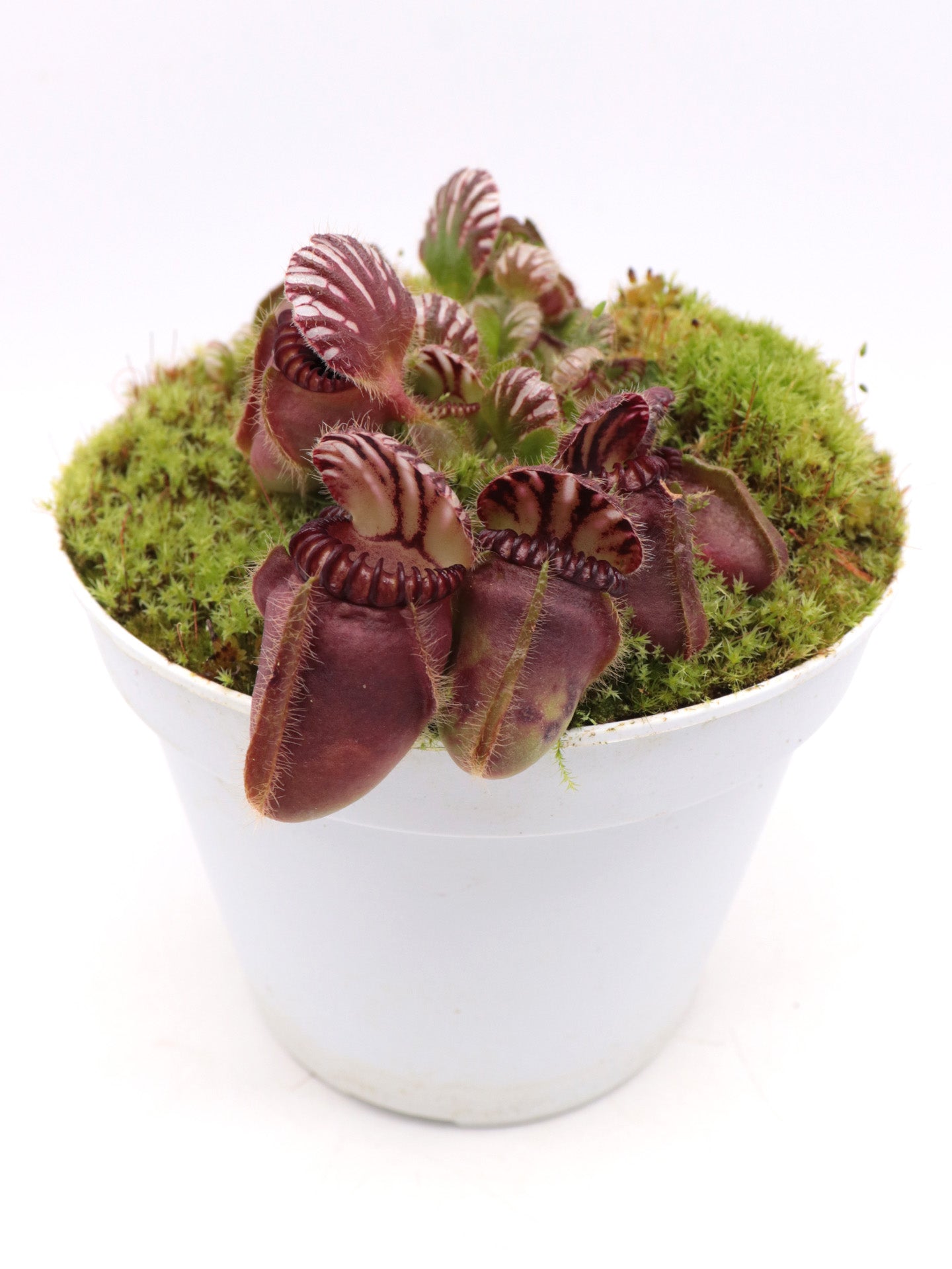 Cephalotus follicularis 'Squat'