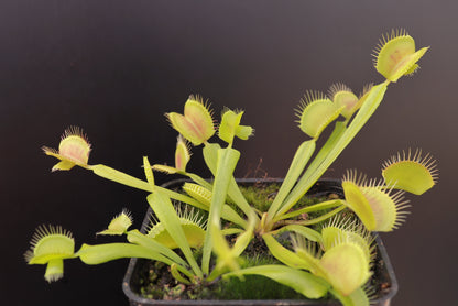 Dionaea muscipula Cerberus